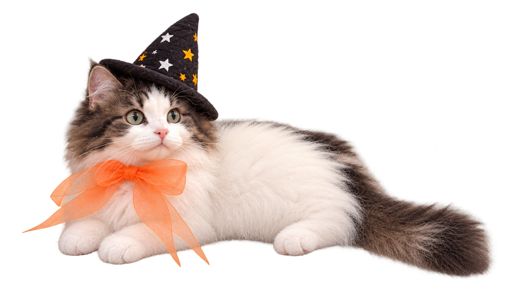 魔女の帽子をかぶった猫