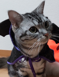 紫のリボンを付けた猫