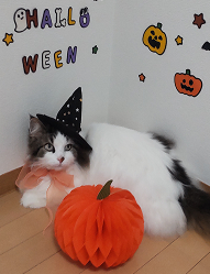 ハロウィンの帽子をかぶった猫