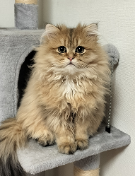 キャットタワーに座る猫