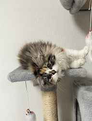 キャットタワーで遊ぶ子猫